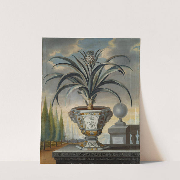 Pineapple plant by David von Cöln