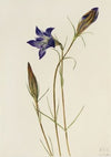 Pinebarren Gentian (Gentiana porphyrio) (1923)
