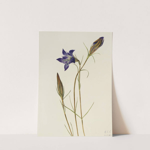 Pinebarren Gentian (Gentiana porphyrio) (1923) by Mary Vaux Walcott