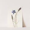 Pinebarren Gentian. (Gentiana porphyrio) (1925) by Mary Vaux Walcott