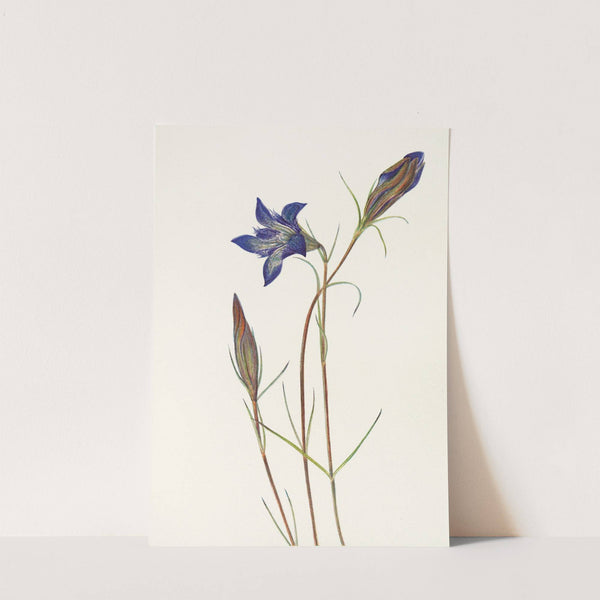 Pinebarren Gentian. (Gentiana porphyrio) (1925) by Mary Vaux Walcott