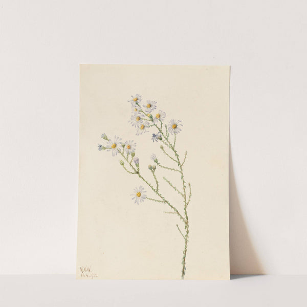 Pineland Aster (Aster squarrosus) (1922) by Mary Vaux Walcott