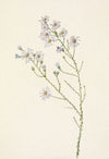 Pineland Aster. Aster squarrosus (1925)