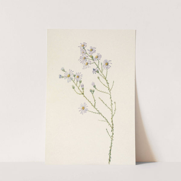 Pineland Aster. Aster squarrosus (1925) by Mary Vaux Walcott
