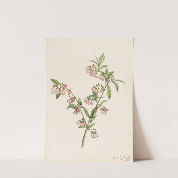 Pineland Blueberry (Vaccinium tenellum) (1918) by Mary Vaux Walcott