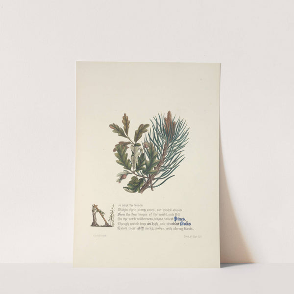 Pines and oaks by Jane Elizabeth Giraud