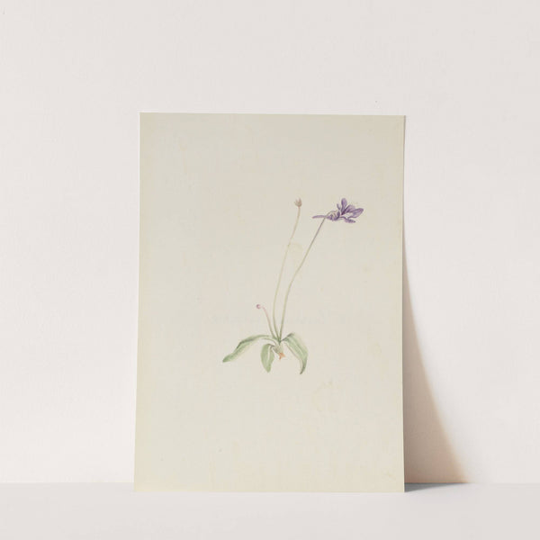 Pinguicula vulgaris (ca. early 1930s) by Mary Vaux Walcott