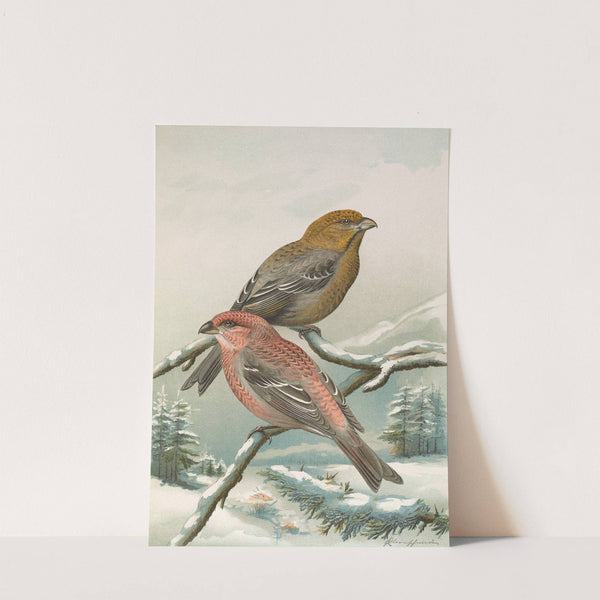 Pinicola enucleator by Johann Friedrich Naumann