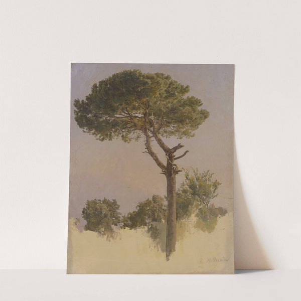 Pinienbaum bei S. Nicola da Tolentino in Rom by Johann Nepomuk Rauch