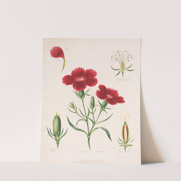 Pink and its parts (1872) by Louis Prang & Co.