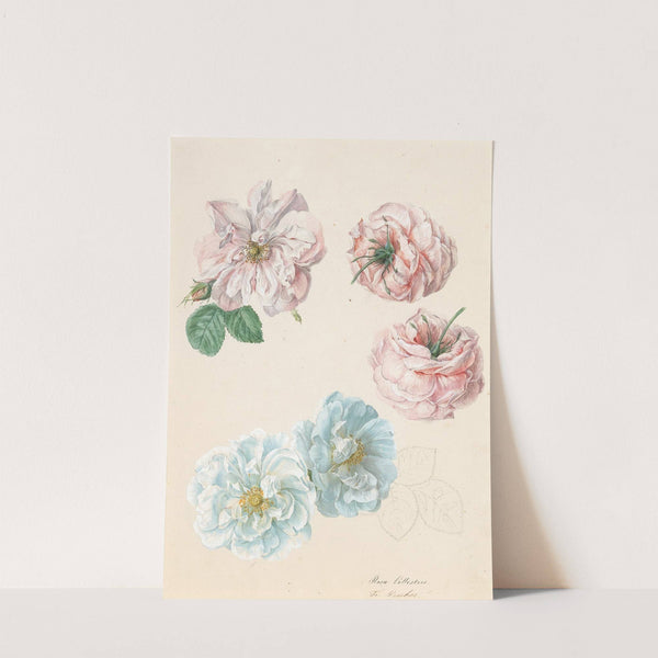 Pink and white roses by Franz Xaver Gruber