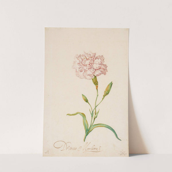 Pink Carnation (1620s or 1630s) by Balthasar van der Ast