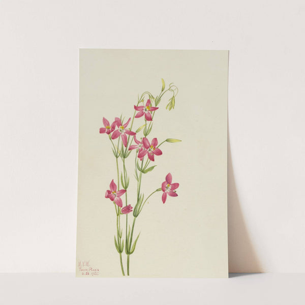 Pink Centaurium (Centaurium venustum) (1925) by Mary Vaux Walcott
