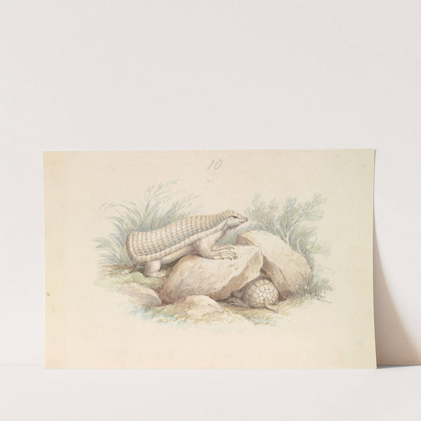 Pink Fairy Armadillo (1837) by Charles Hamilton Smith