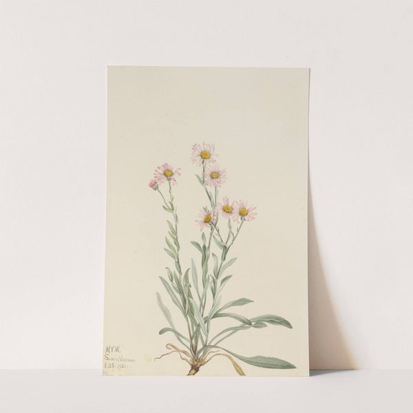Pink Fleabane (Erigeron caespitosus) (1921) by Mary Vaux Walcott