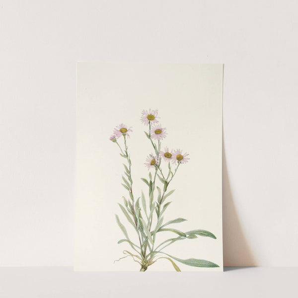 Pink Fleabane. (Erigeron caespitosus) (1925) by Mary Vaux Walcott