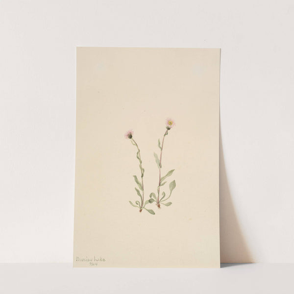 Pink Fleabane (Erigeron jucundus) (1904) by Mary Vaux Walcott