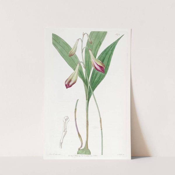 Pink-flowered Crybe by Sydenham Edwards