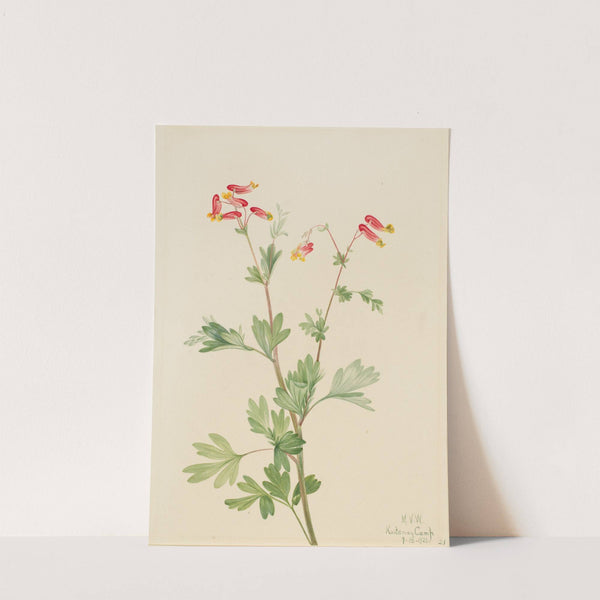 Pink Fumeroot (Capnoides sempervirens) (1922) by Mary Vaux Walcott