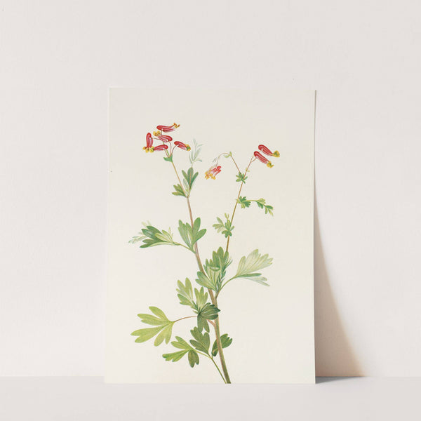 Pink Fumeroot. (Capnoides sempervirens) (1925) by Mary Vaux Walcott