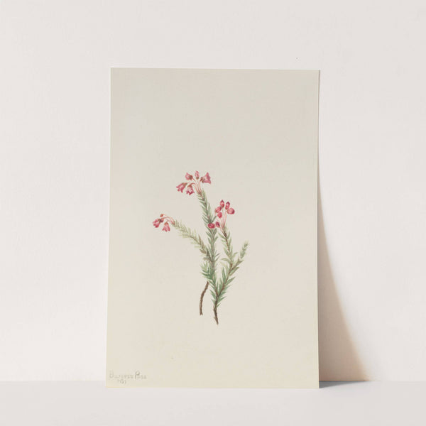 Pink Heather (Phyllodoce empetriformis) (1901) by Mary Vaux Walcott