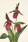 Pink Ladyslipper. Cypripedium acaule (1925)