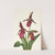 Pink Ladyslipper. Cypripedium acaule (1925) by Mary Vaux Walcott