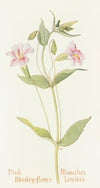 Pink Monkey Flower