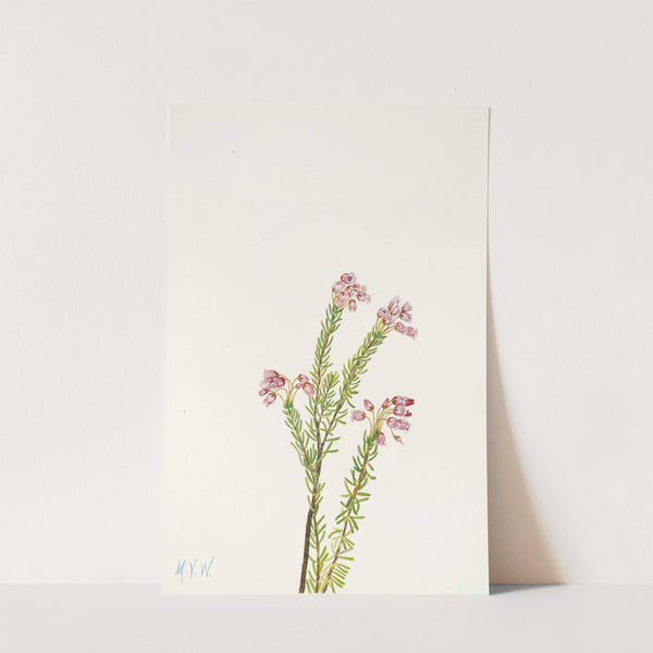 Pink Mountainheather. (Phyllodoce empetriformis) (1925) by Mary Vaux Walcott