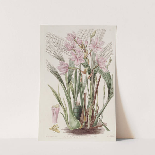 Pink Paxtonia by Sydenham Edwards