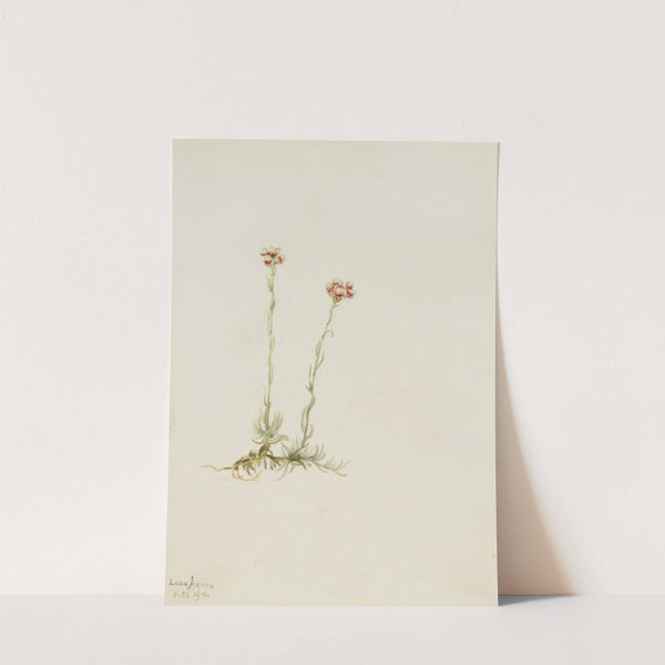 Pink Pussytoes (Antennaria rosea) (1916) by Mary Vaux Walcott