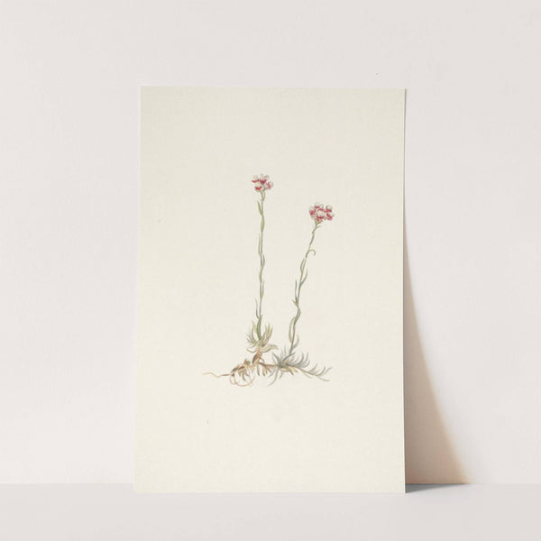 Pink Pussytoes. Antennaria rosea (1925) by Mary Vaux Walcott