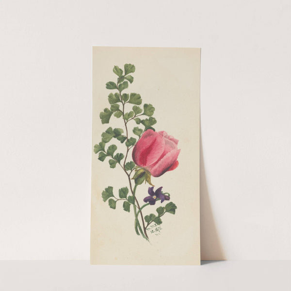 Pink Rose with Violet (1876) by Mary Vaux Walcott