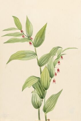 Pink Twisted Stalk (Streptopus curvipes) (1913)