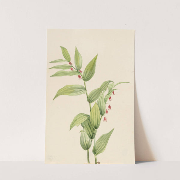 Pink Twisted Stalk (Streptopus curvipes) (1913) by Mary Vaux Walcott