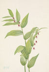 Alpine Milkvetch (Astragalus alpinus) (1921)