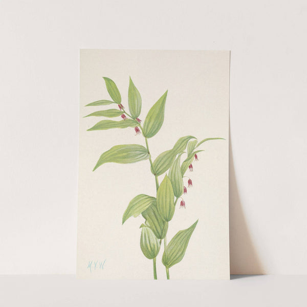 Pink Twistedstalk. Streptopus curvipes (1925) by Mary Vaux Walcott