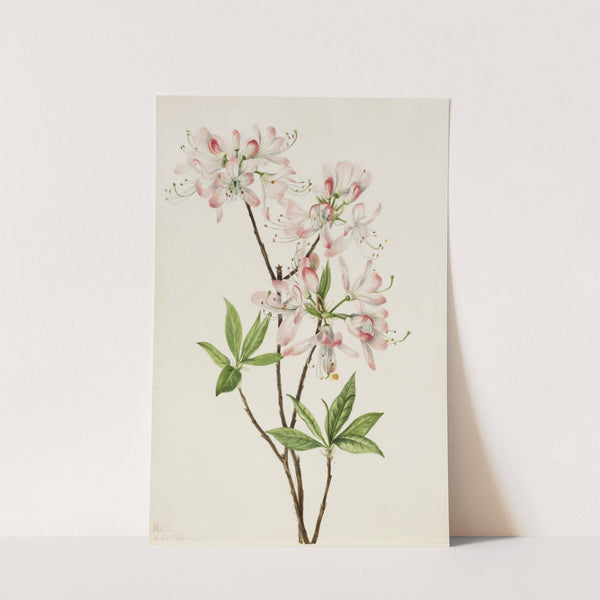 Pinkshell Azalea (Azalea vaseyi) (1925) by Mary Vaux Walcott