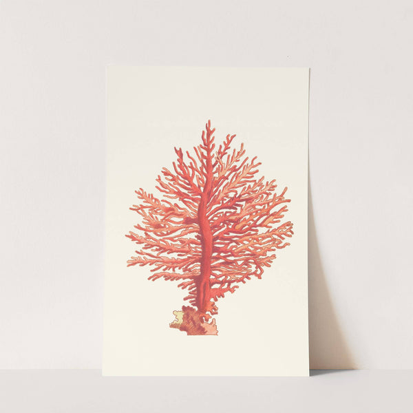 Pinnated Gorgonia by George Shaw