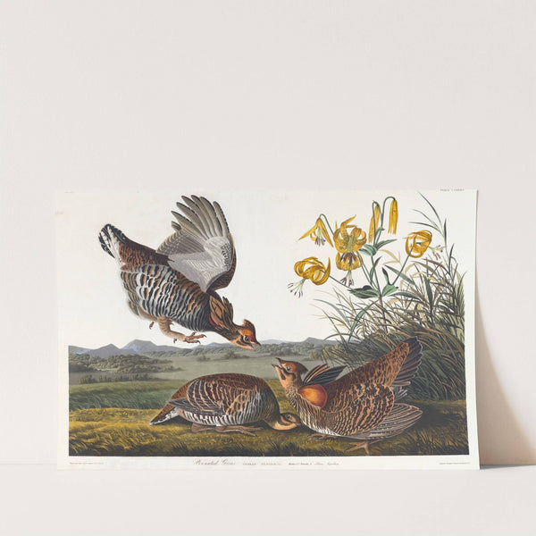 Pinnated grous (1827–1838) by John James Audubon