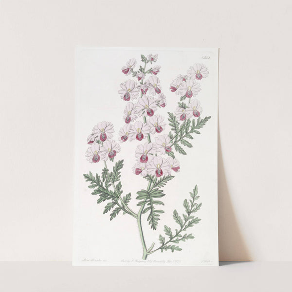 Pinnated Schizanthus by Sydenham Edwards