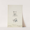 Pinocchio: Mouse Head. Grey mouse head (1934-1943) by Paul Cadorette