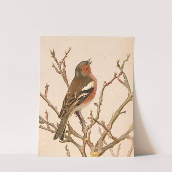 Pinson Commun (1880) by Léo-Paul Robert