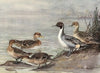 Pintail, Chilian Pintail, Eaton’s Pintail