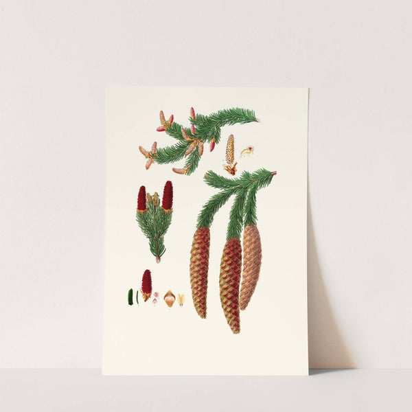 Pinus abies = Norway spruce fir by Aylmer Bourke Lambert