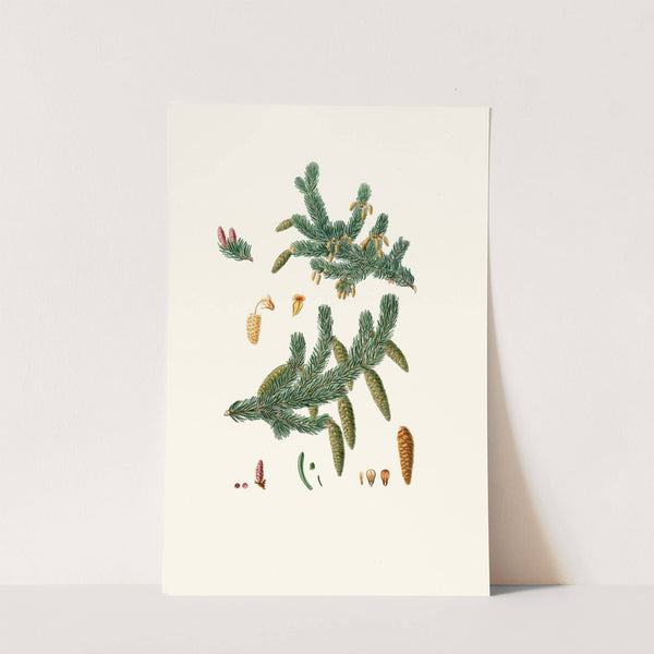 Pinus alba = Whit spruce fir by Aylmer Bourke Lambert