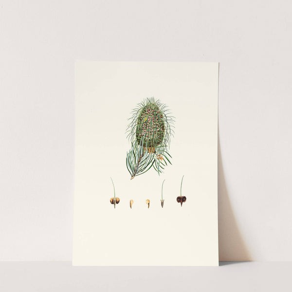 Pinus bracteata = Leaf-bracted fir. by Aylmer Bourke Lambert