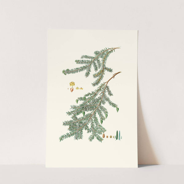 Pinus canadensis = Canada pine by Aylmer Bourke Lambert