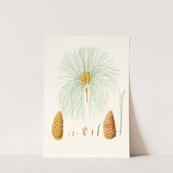 Pinus canariensis = Canary pine. by Aylmer Bourke Lambert