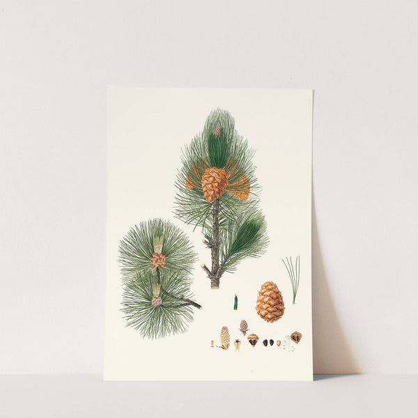 Pinus cembra = Siberian stone pine by Aylmer Bourke Lambert